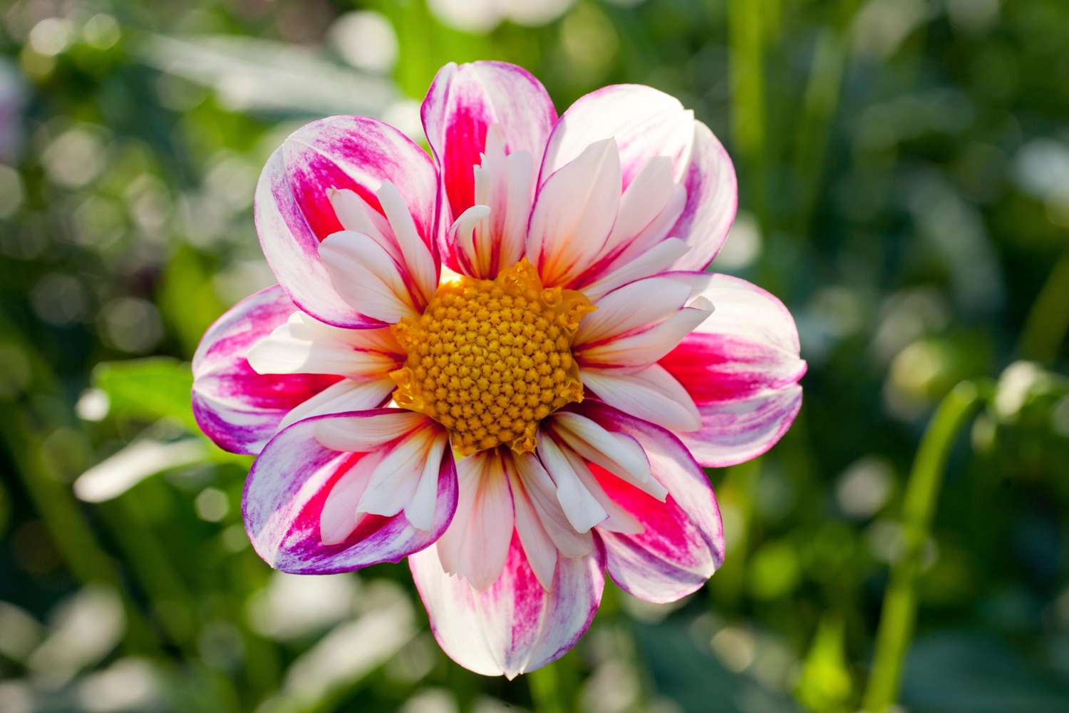 Dahlie 'Bumble Rumble'